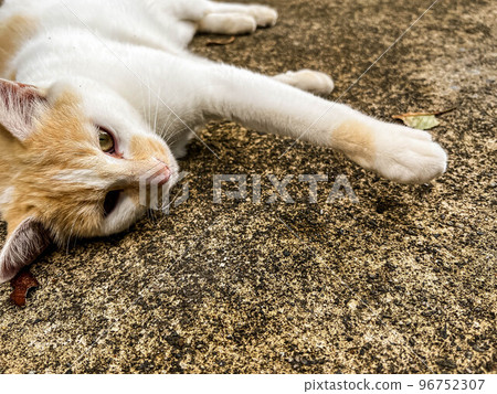 A cat (Putin) purring on concrete A cat (Putin) purring on concrete 96752307