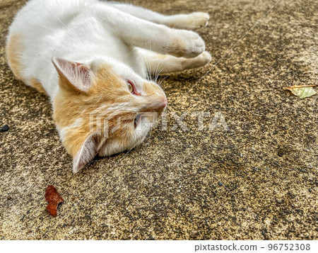 A cat (Putin) purring on concrete A cat (Putin) purring on concrete 96752308