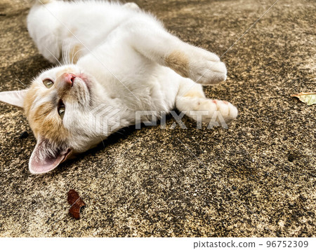 A cat (Putin) purring on concrete A cat (Putin) purring on concrete 96752309