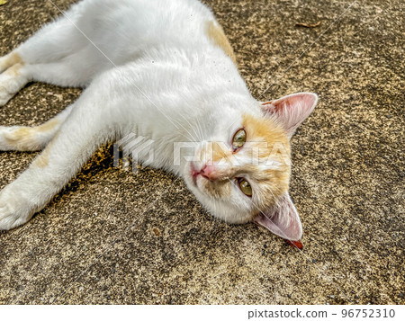 A cat (Putin) purring on concrete A cat (Putin) purring on concrete 96752310
