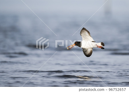 Oystercatcher flying with shellfish in its mouth 96752657