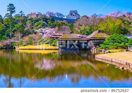 Hikone Castle and Genkyuen with cherry blossoms 96752687