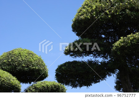 修剪得很漂亮的花園樹 修剪得很漂亮的花園樹 96752777