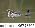 Migratory pintails and coots flying in winter 96752802