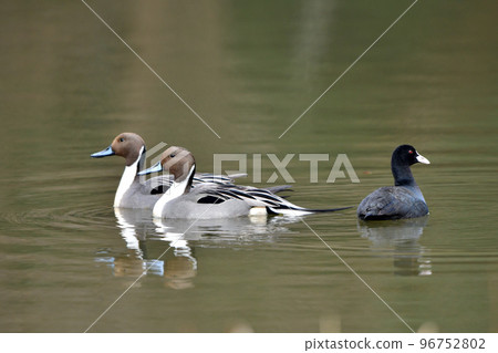 冬季飛翔的遷徙針尾和白頂鸚鵡 96752802