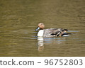 Migratory pintail that comes flying in winter 96752803