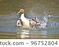 Migratory pintail that comes flying in winter 96752804