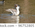 Migratory pintail that comes flying in winter 96752805