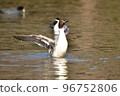 Migratory pintail that comes flying in winter 96752806