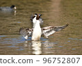Migratory pintail that comes flying in winter 96752807