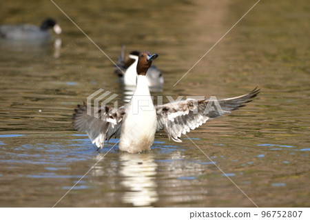 Migratory pintail that comes flying in winter 96752807