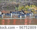 A flock of migratory pintails flying in winter 96752809