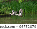 Flight of cargamo 96752879