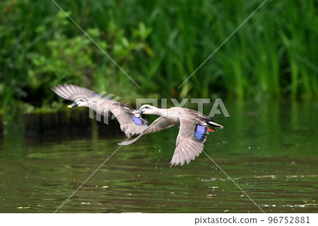 Flight of cargamo 96752881