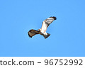 A hawk buzzard flying in winter 96752992