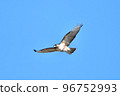A hawk buzzard flying in winter 96752993