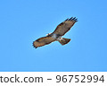 A hawk buzzard flying in winter 96752994