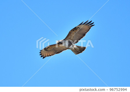 A hawk buzzard flying in winter A hawk buzzard flying in winter 96752994