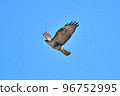 A hawk buzzard flying in winter 96752995