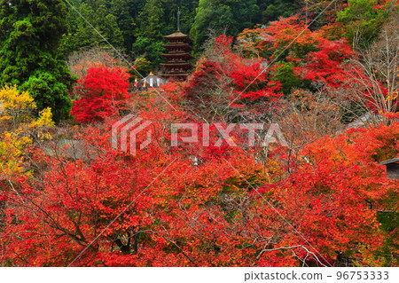 [Nara Prefecture] The three-storied pagoda and autumn leaves seen from the stage of Hasedera Main Hall 96753333