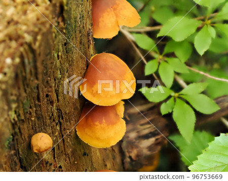 有秋筍（蘑菇）的風景 96753669