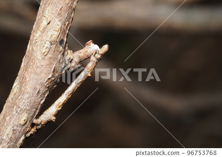 Mulberry melanaria larva Mulberry melanaria larva 96753768