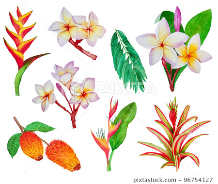 set of hand draw watercolor tropic plants set of hand draw watercolor tropic plants 96754127