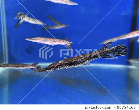 鱷魚皮 鱷魚皮 96754168