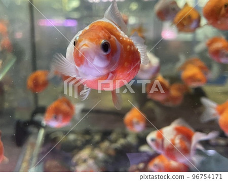 金魚珍珠鱗 金魚珍珠鱗 96754171