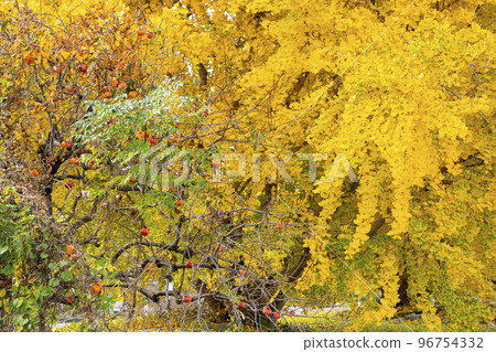 華麗的黃色銀杏葉,幸福的黃色風景,碩果累累的秋天,Sobue-cho 華麗的黃色銀杏葉,幸福的黃色風景,碩果累累的秋天,Sobue-cho 96754332