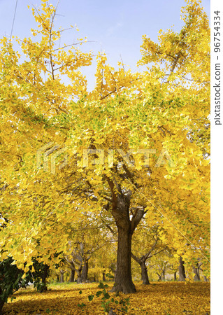 華麗的黃色銀杏葉,幸福的黃色風景,碩果累累的秋天,Sobue-cho 華麗的黃色銀杏葉,幸福的黃色風景,碩果累累的秋天,Sobue-cho 96754334