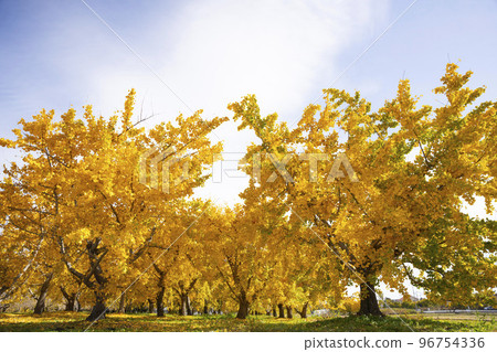 Gorgeous yellow ginkgo leaves, a happy yellow landscape, a fruitful autumn, Sobue-cho Gorgeous yellow ginkgo leaves, a happy yellow landscape, a fruitful autumn, Sobue-cho 96754336