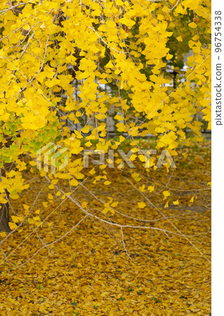 華麗的黃色銀杏葉,幸福的黃色風景,碩果累累的秋天,Sobue-cho 華麗的黃色銀杏葉,幸福的黃色風景,碩果累累的秋天,Sobue-cho 96754338