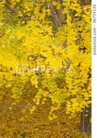 華麗的黃色銀杏葉,幸福的黃色風景,碩果累累的秋天,Sobue-cho 華麗的黃色銀杏葉,幸福的黃色風景,碩果累累的秋天,Sobue-cho 96754339
