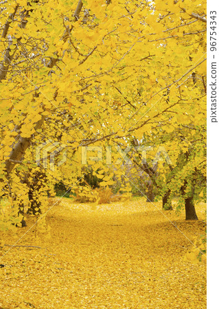 Gorgeous yellow ginkgo leaves, a happy yellow landscape, a fruitful autumn, Sobue-cho Gorgeous yellow ginkgo leaves, a happy yellow landscape, a fruitful autumn, Sobue-cho 96754343