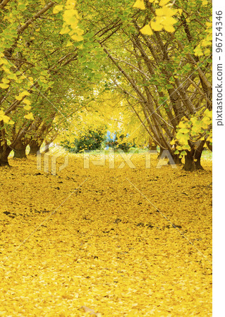 華麗的黃色銀杏葉,幸福的黃色風景,碩果累累的秋天,Sobue-cho 華麗的黃色銀杏葉,幸福的黃色風景,碩果累累的秋天,Sobue-cho 96754346