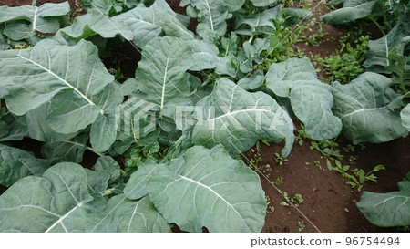 Farmer's kitchen garden, growing broccoli, 1 pallet (120 plants) 96754494