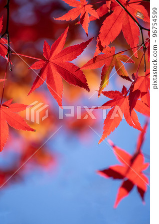紅楓藍天復制空間 紅楓藍天復制空間 96754599
