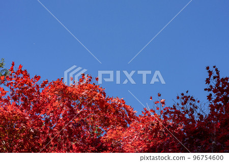 Red maple and blue sky copy space Red maple and blue sky copy space 96754600