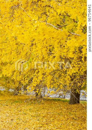 Gorgeous yellow ginkgo leaves, a happy yellow landscape, a fruitful autumn, Sobue-cho Gorgeous yellow ginkgo leaves, a happy yellow landscape, a fruitful autumn, Sobue-cho 96754641