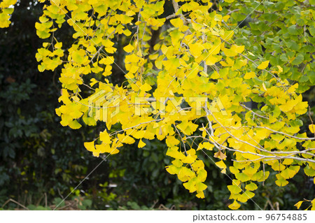 黃綠相間的銀杏葉已接近盛期，Sobue-cho 96754885