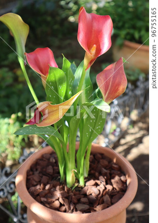 Calla flowers bathing in the sun Calla flowers bathing in the sun 96755165
