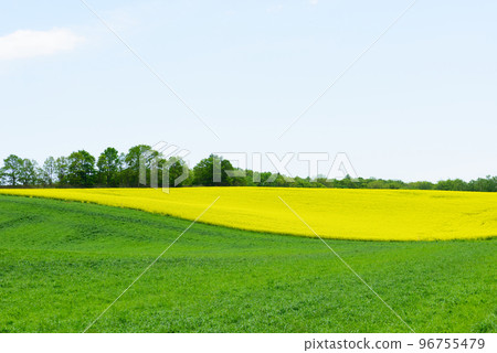 Rapeseed field scenery in Hokkaido 96755479