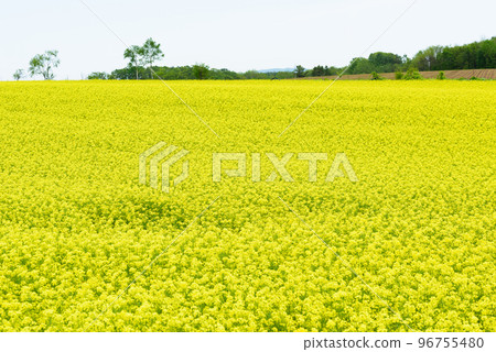 Rapeseed field scenery in Hokkaido 96755480