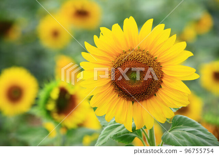 向日葵花,向日葵花,向日葵花,向日葵花,朝陽花,向日葵花,向日葵花,向日葵花,向日葵花,白色向日葵花,tenaiko,isjo菊花 向日葵花,向日葵花,向日葵花,向日葵花,朝陽花,向日葵花,向日葵花,向日葵花,向日葵花,白色向日葵花,tenaiko,isjo菊花 96755754