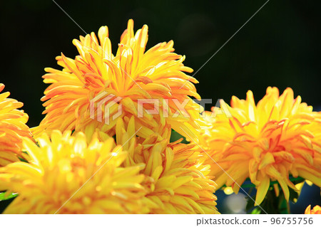 黃菊花黃花秋菊老草日精女花juke長年oika雙陽花黃花盆菊 黃菊花黃花秋菊老草日精女花juke長年oika雙陽花黃花盆菊 96755756
