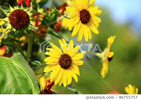 向日葵花,向日葵花,向日葵花,向日葵花,朝陽花,向日葵花,向日葵花,向日葵花,向日葵花,白色向日葵花,tenaiko,isjo菊花 向日葵花,向日葵花,向日葵花,向日葵花,朝陽花,向日葵花,向日葵花,向日葵花,向日葵花,白色向日葵花,tenaiko,isjo菊花 96755757