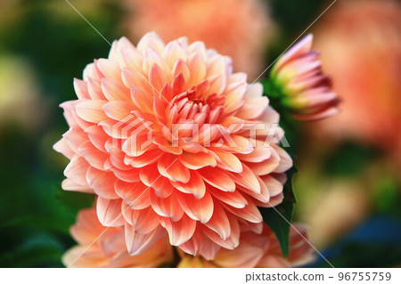 解脫萬里香 大花 大菊 天竺牡丹 萬里菊 菊花 西洋牡丹 西洋牡丹 大梨花 96755759