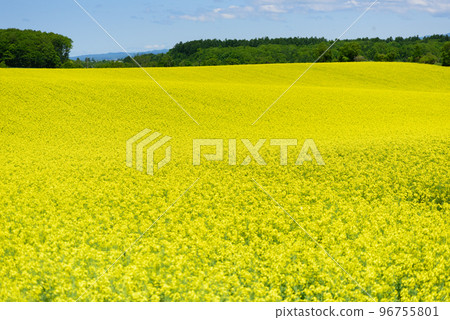 北海道的油菜花田風光 96755801