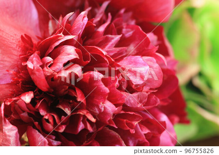 爆款安野薰，母花，香石竹，獅頭石竹，麝香石竹，大花石竹，紅苔草，賀蘭番石榴，賀蘭石竹，香切花， 96755826